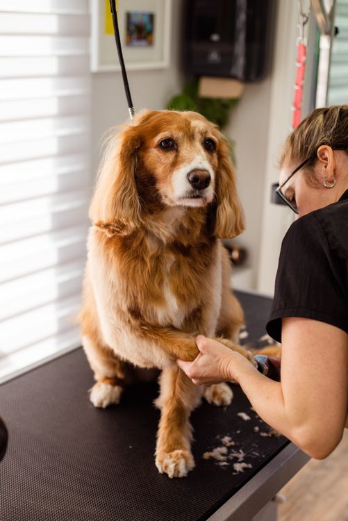 woman trimming a dog's nails in a grooming salon