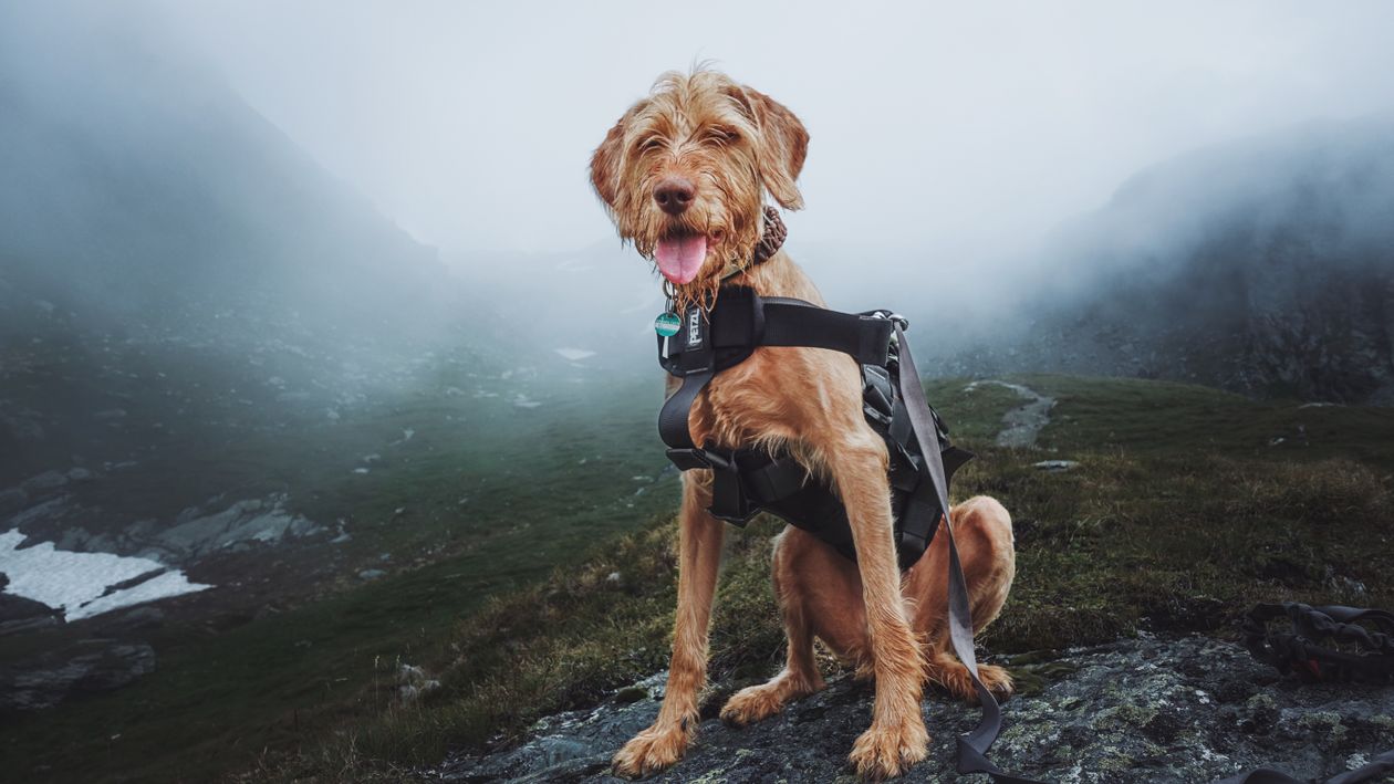 dog wearing a harness outside during a public outing