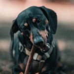 black dachshund lying in grass chewing a stick