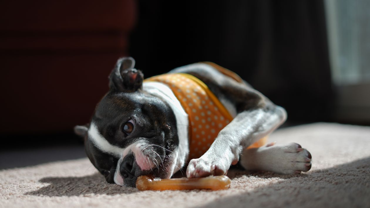 boston terrier playing with a chew toy on the floor indoors