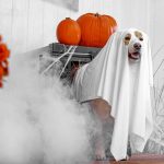 small dog wearing a halloween ghost costume beside carved pumpkins