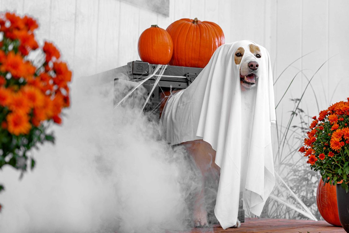 small dog wearing a halloween ghost costume beside carved pumpkins