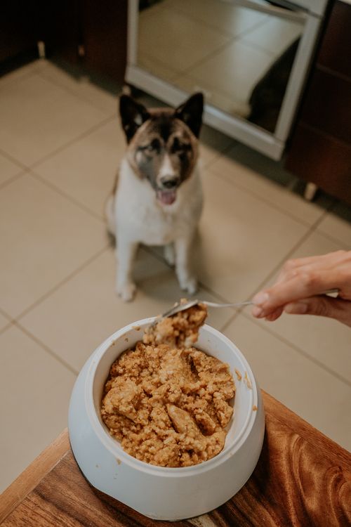 dog waiting for a meal beside a bowl in the kitchen