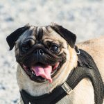 happy pug wearing a harness outdoors in the sun
