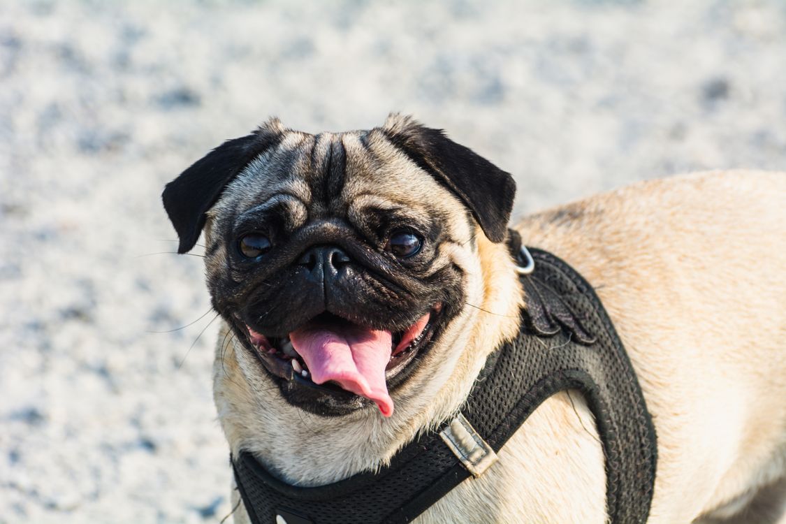 happy pug wearing a harness outdoors in the sun