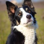 alert border collie portrait outdoors