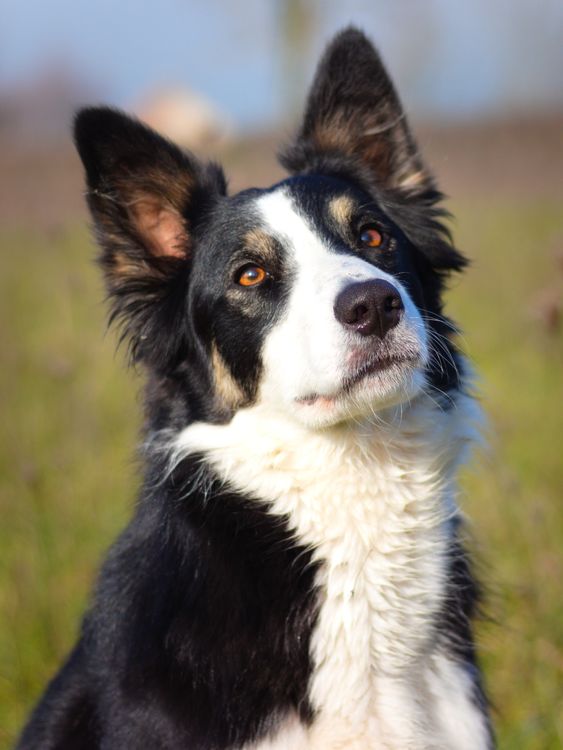 alert border collie portrait outdoors
