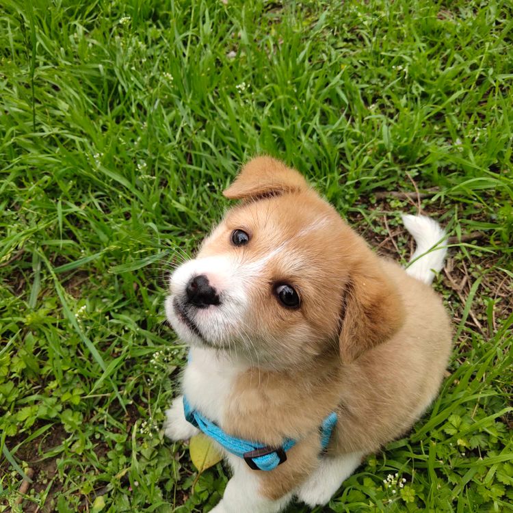 young tan and white puppy sitting on green grass outdoors