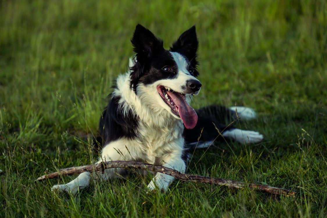 happy border collie lying in a grassy field