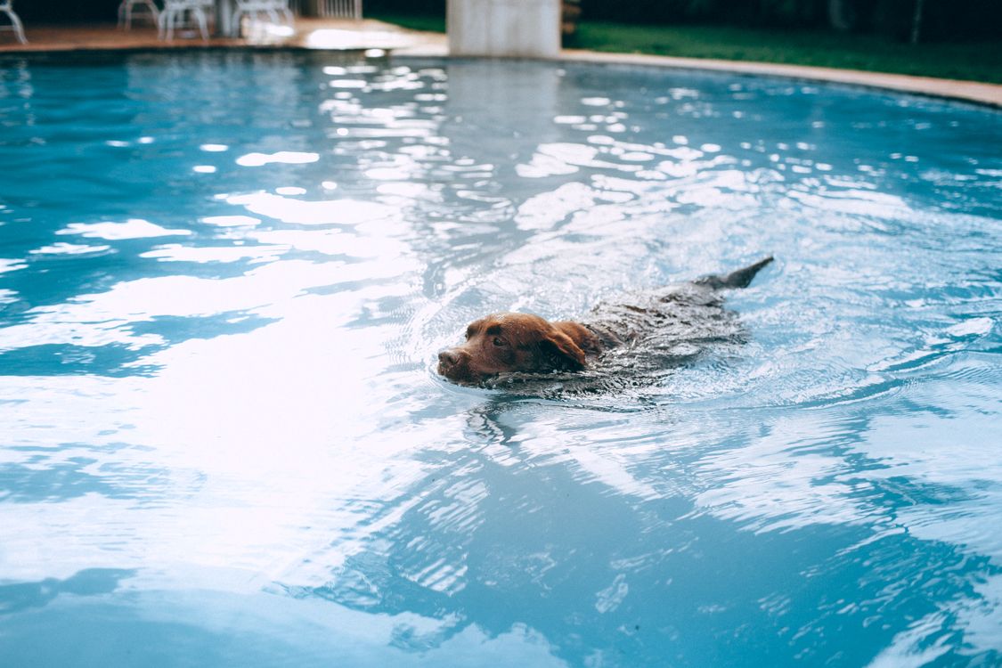 dog swimming in a lake with its head above the water
