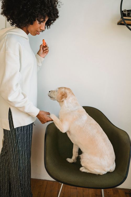woman teaching her dog with a treat indoors