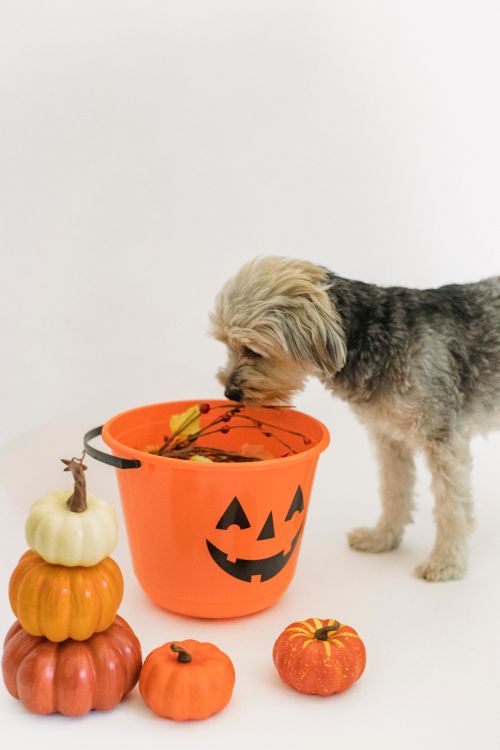 small dog sniffing a halloween candy bucket indoors