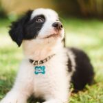 black and white puppy lying in the grass looking toward the camera