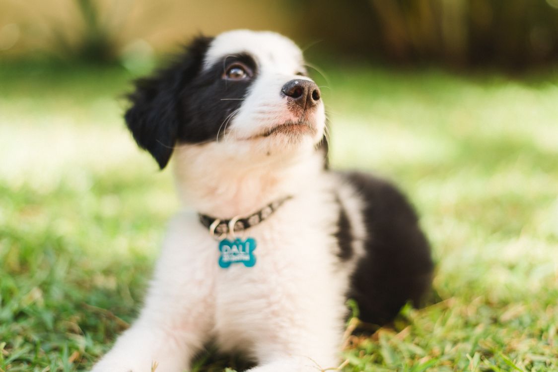black and white puppy lying in the grass looking toward the camera