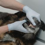 veterinarian examining a dog teeth during a dental checkup