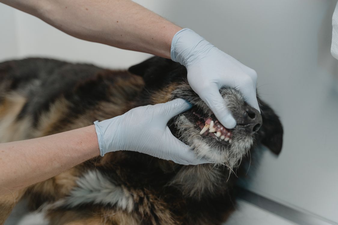 veterinarian examining a dog teeth during a dental checkup