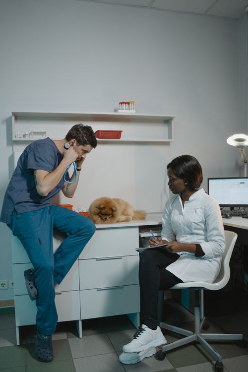 veterinarian checking a small dog during a checkup