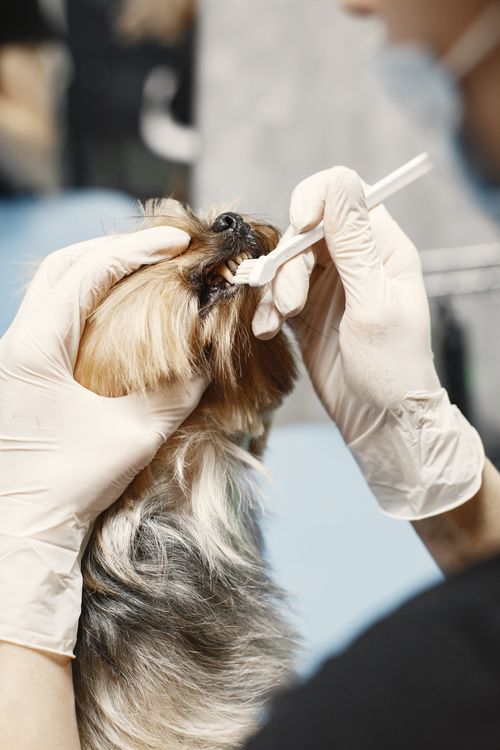 small dog having its teeth cleaned with a brush