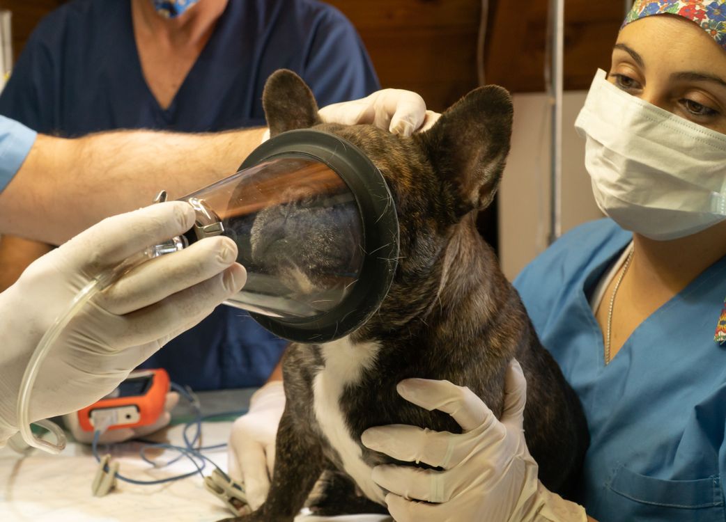 veterinarian examining a dog on a clinic table
