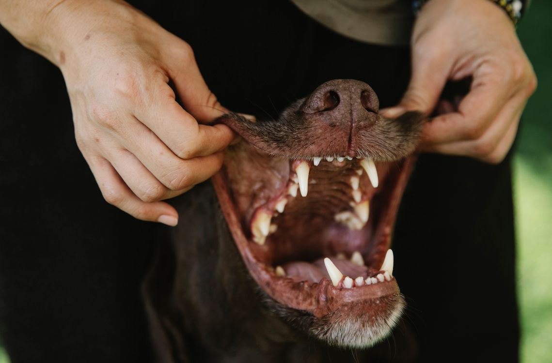 owner lifting a dog's lip to look at its teeth