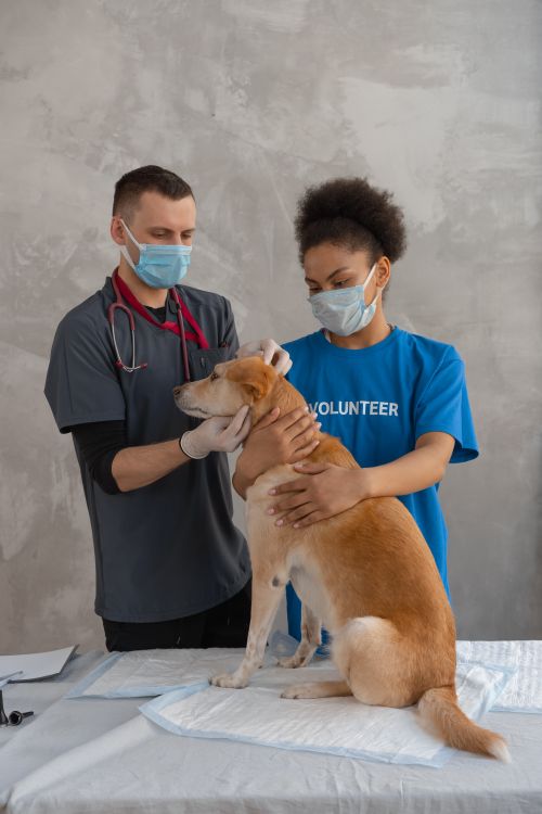 veterinarian and volunteer examining a dog during a clinic visit
