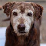 close-up portrait of an elderly labrador retriever with a grey muzzle