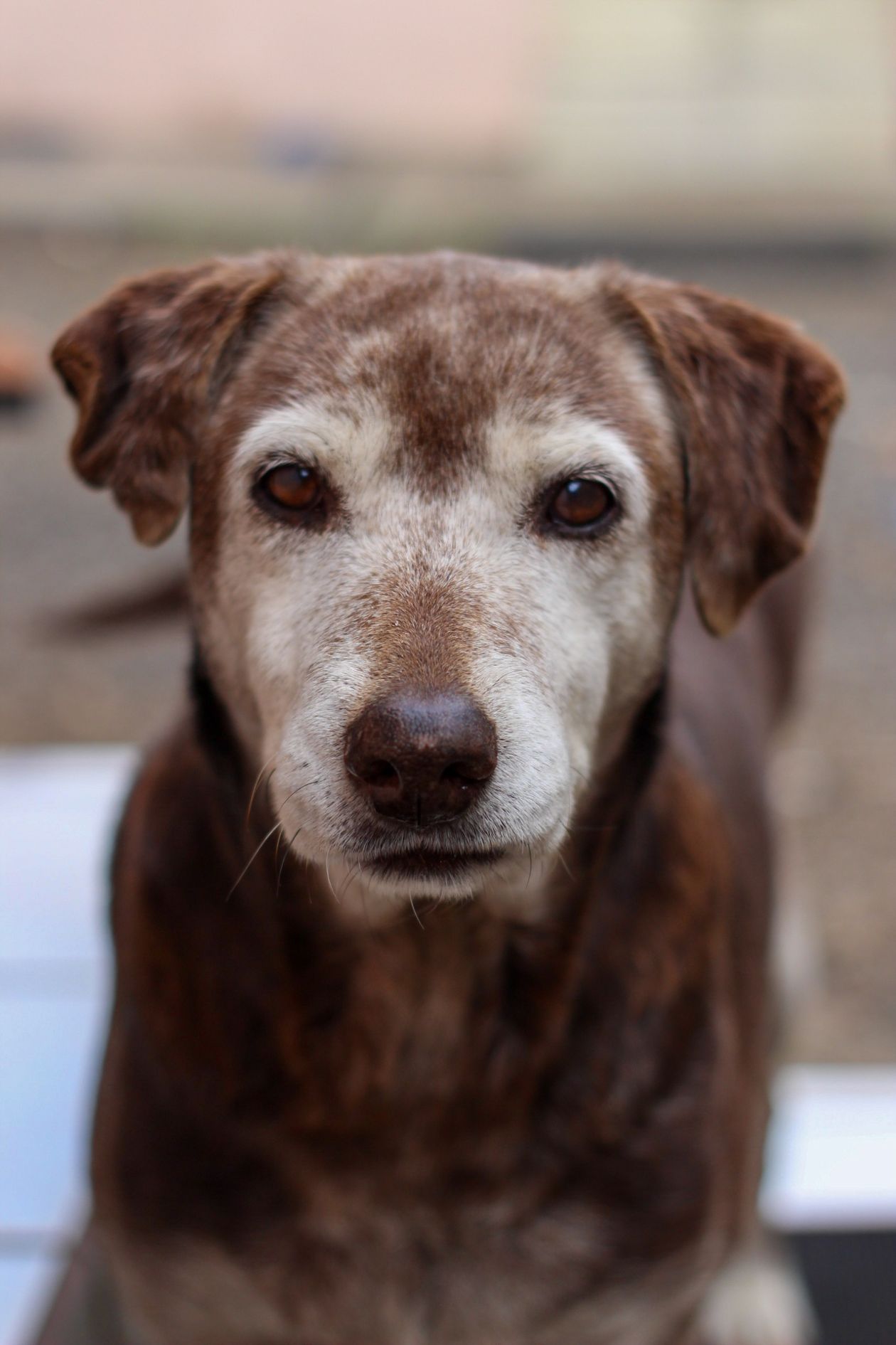 close-up portrait of an elderly labrador retriever with a grey muzzle