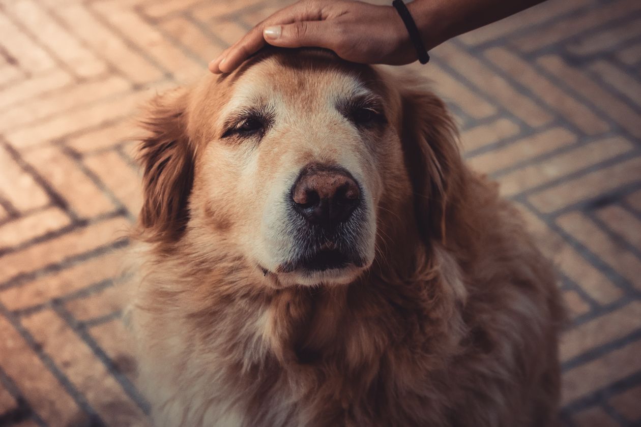 golden retriever enjoying a gentle pet outdoors