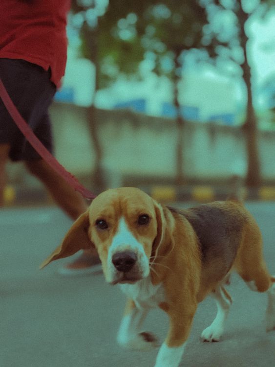 beagle on a leash during an outdoor walk, ears up and ready