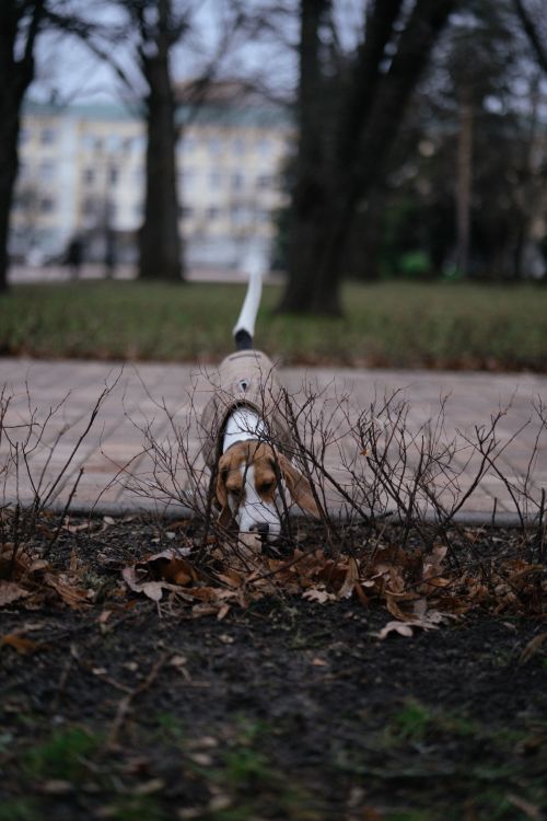 beagle sniffing the ground with nose down