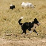 Border collie running through a grassy pasture with livestock in the background