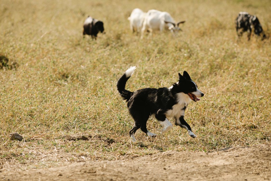 Border collie running through a grassy pasture with livestock in the background