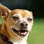 chihuahua smiling during a sunny day outdoors