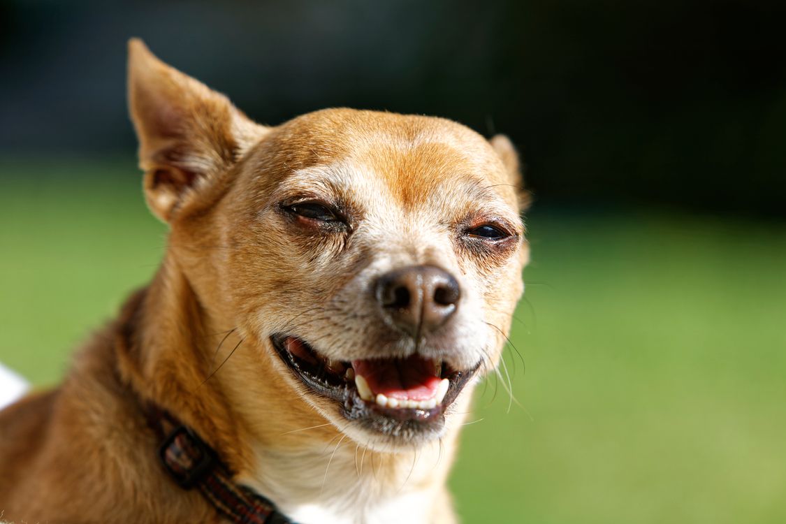 chihuahua smiling during a sunny day outdoors