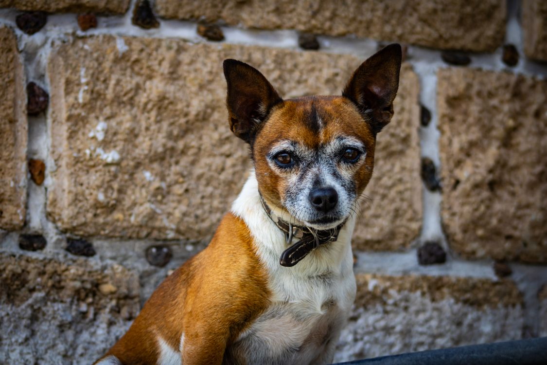 chihuahua sitting against a rustic stone wall
