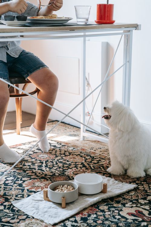 Fluffy white dog looking up eagerly at the table, waiting for dinner