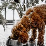 Curly-haired dog eating from a stainless steel bowl on a kitchen floor