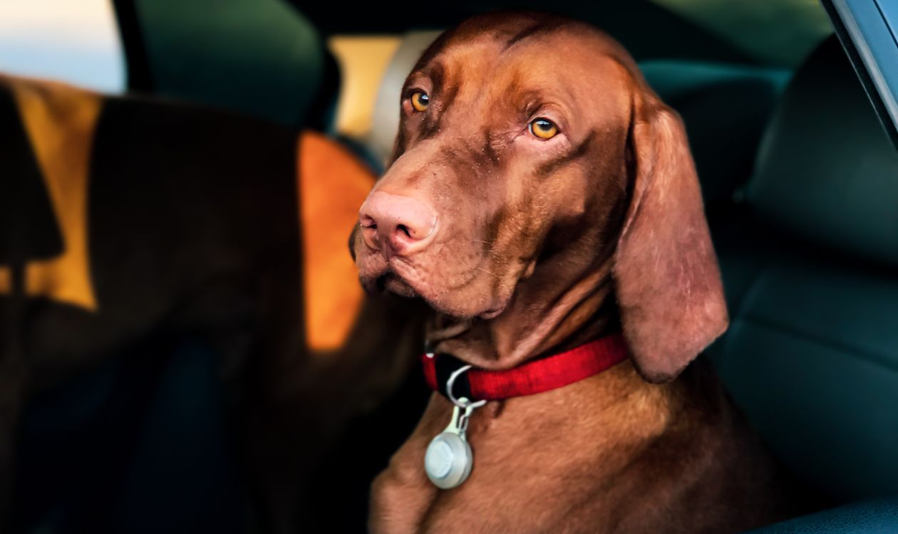 Calm brown dog sitting on the back seat of a car ready for a road trip