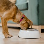 Brown dog eating from a white food bowl on the floor