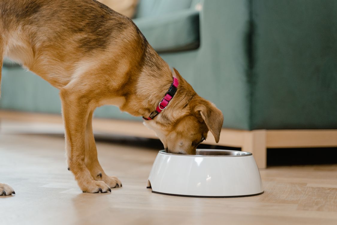 Brown dog eating from a white food bowl on the floor
