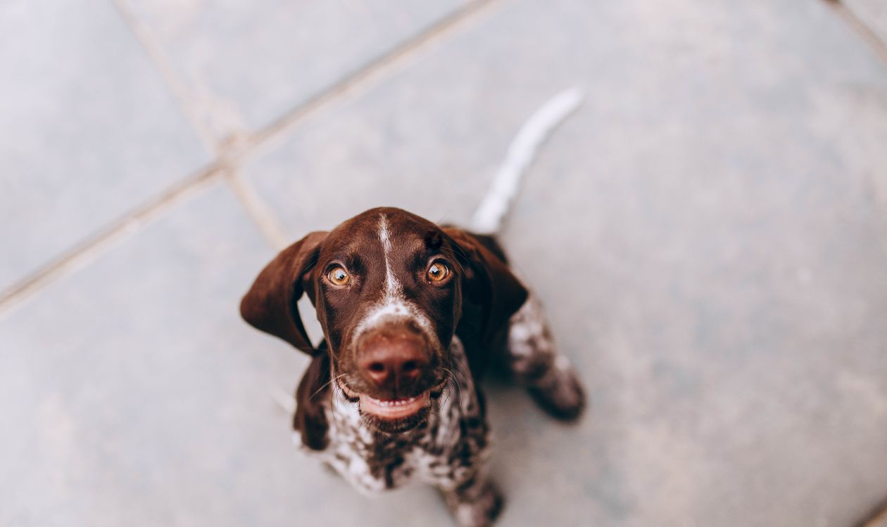 Dog on a leash walking on pavement during a road trip rest stop