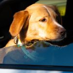 Happy dog enjoying a scenic car ride on a sunny day road trip