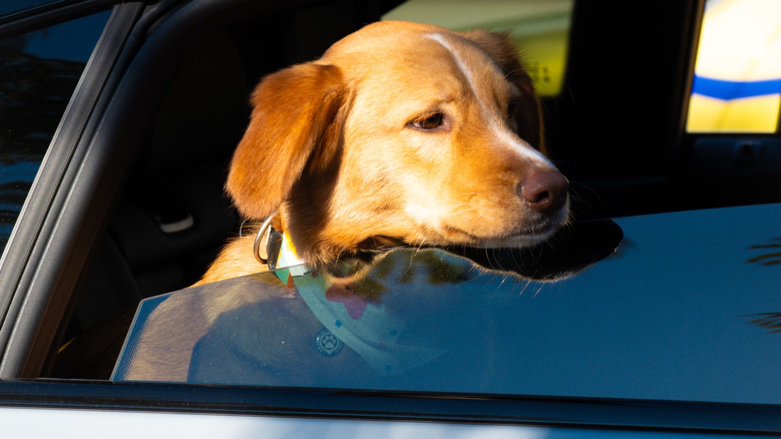 Happy dog enjoying a scenic car ride on a sunny day road trip