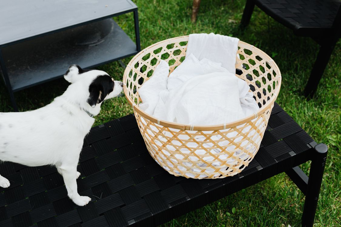 dog sniffing a woven basket full of laundry outdoors