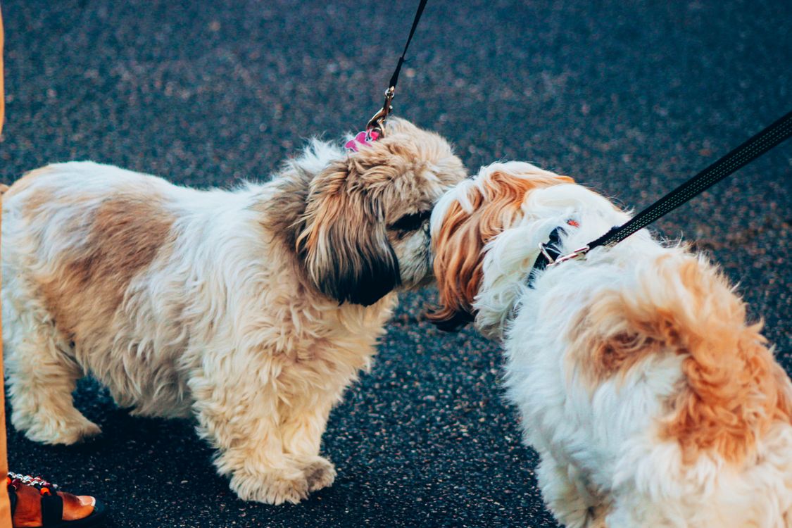 two fluffy dogs meeting and sniffing each other on a walk