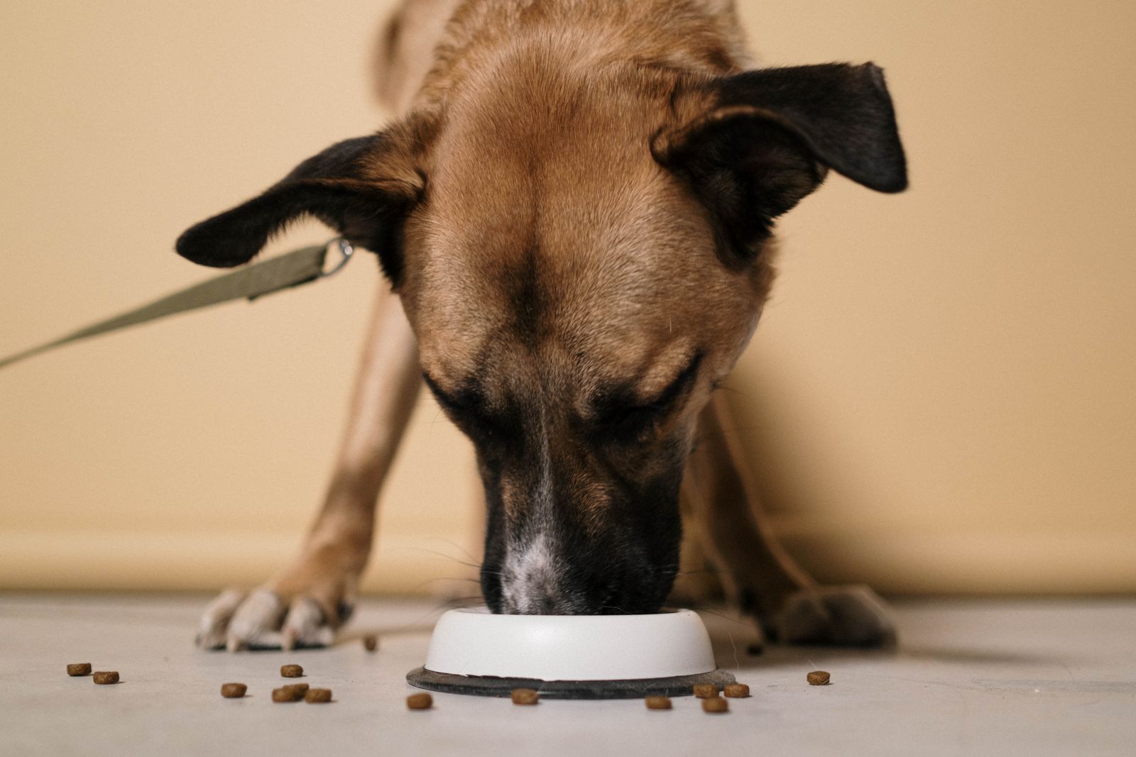 brown dog eating kibble from a white bowl indoors