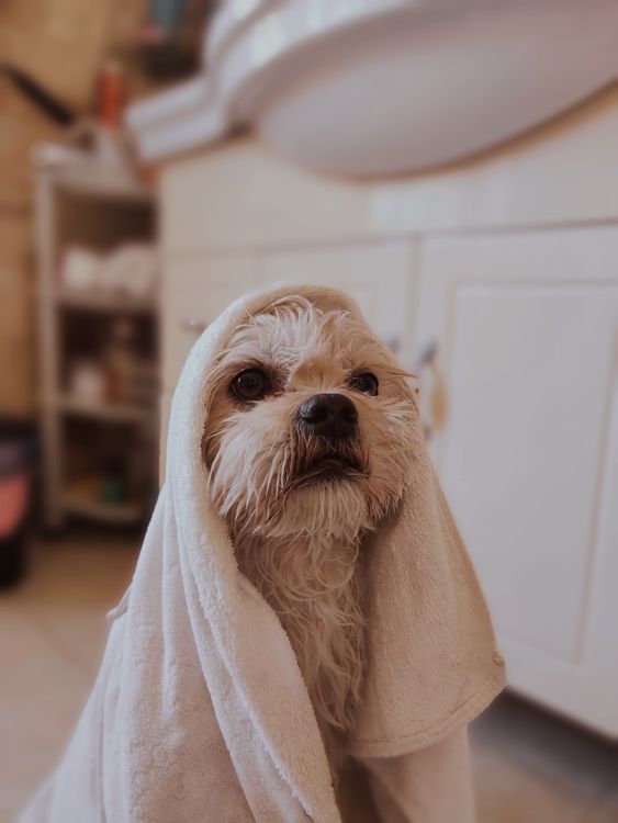 white fluffy dog wrapped in a towel like a burrito after a bath