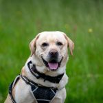 yellow labrador retriever sitting in a green field wearing a harness