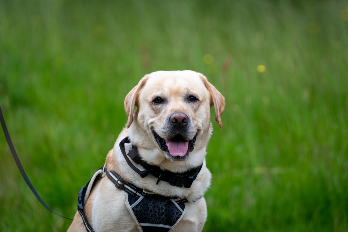 yellow labrador retriever sitting in a green field wearing a harness