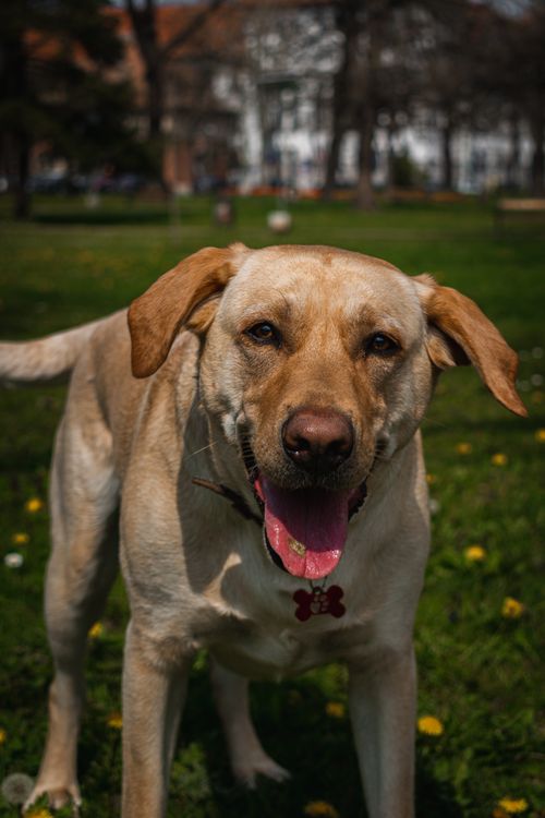 yellow labrador standing in the grass on a sunny day